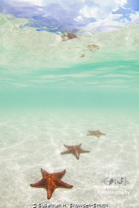 "Starfish Waterdrops Watercolor"

It looks like a water... by Susannah H. Snowden-Smith 